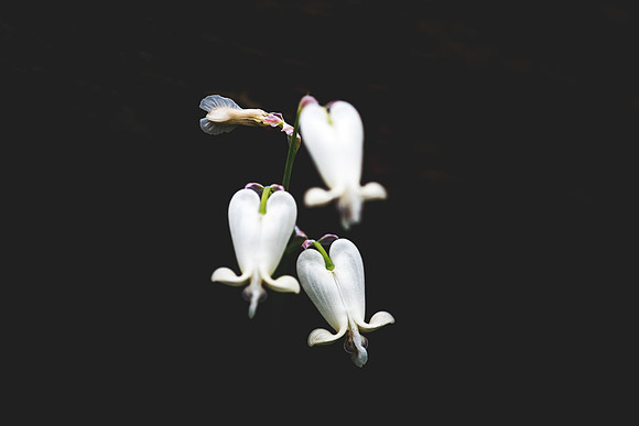 Squirrel Corn