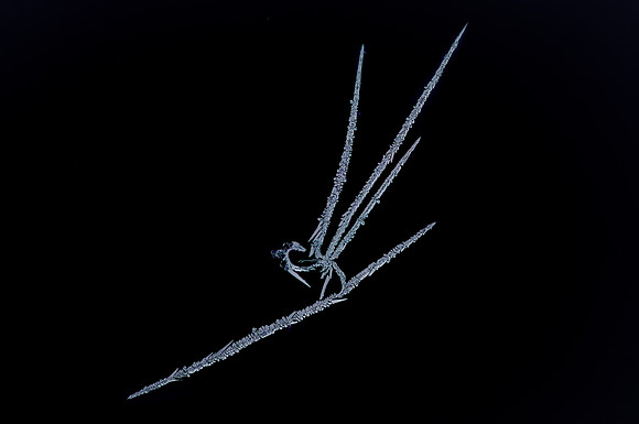 Ice