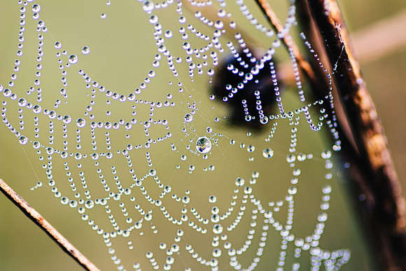 Spiderweb