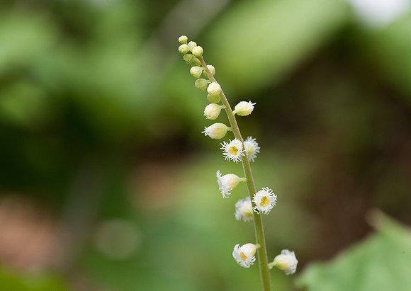 Miterwort
