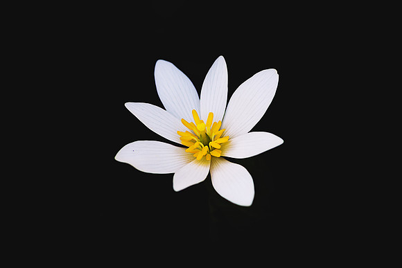Bloodroot