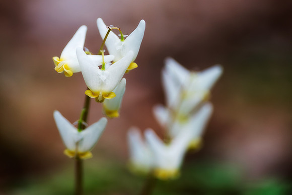 Dutchman's Breeches