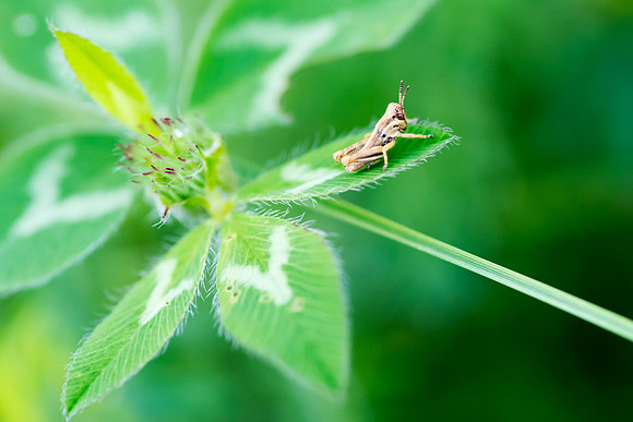 Grasshopper