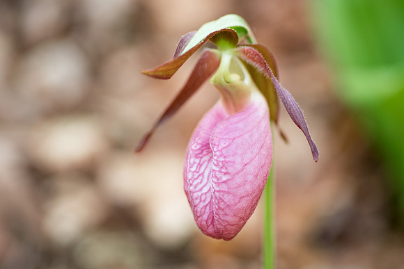 Pink Lady's Slipper