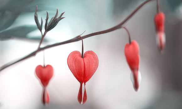 Bleeding Hearts