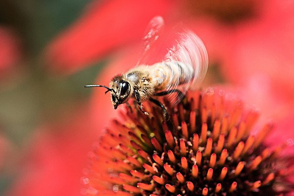 Bee