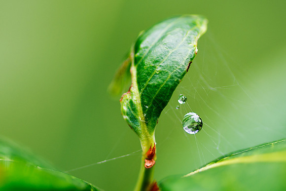 Water droplet