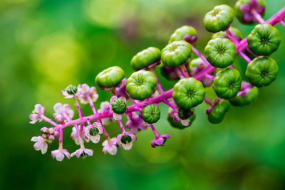Pokeweed