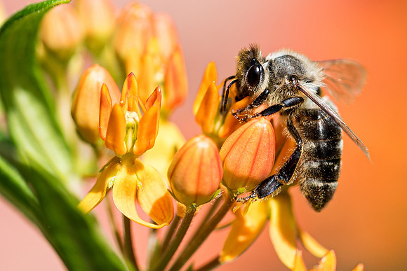 Bee