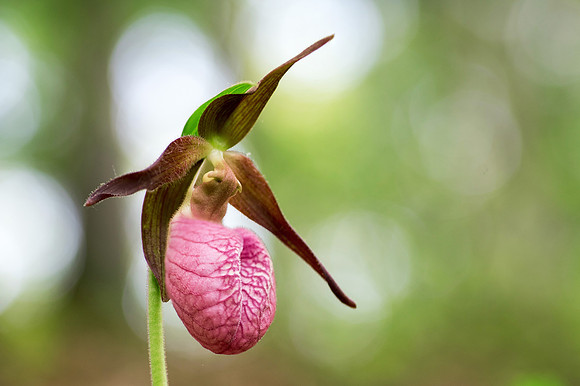 Pink Lady's Slipper