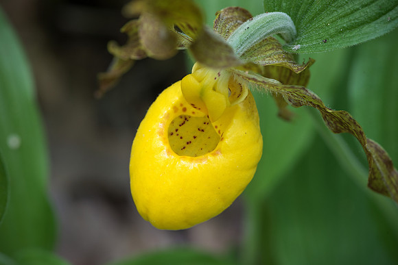 Yellow Lady's Slipper