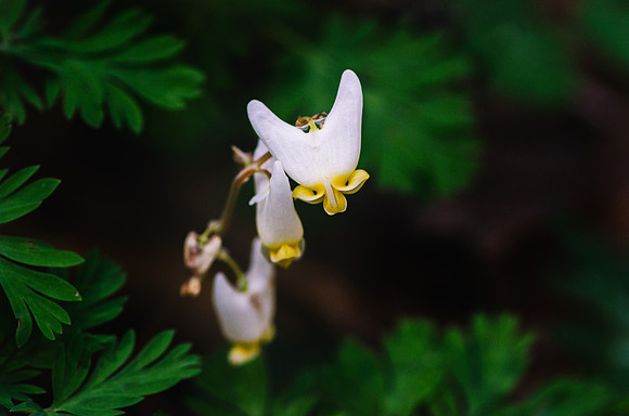 Dutchman's Breeches