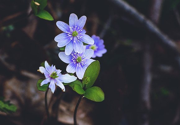 Round-Lobed Hepatica