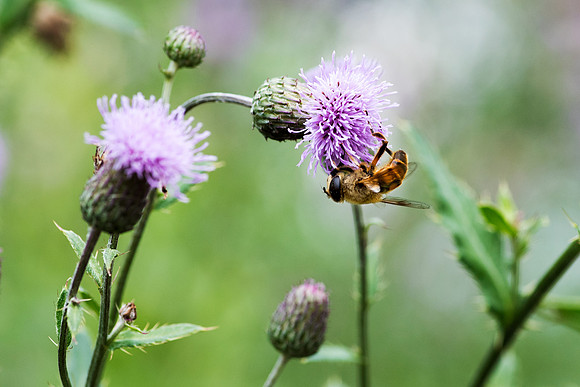 Canada Thistle