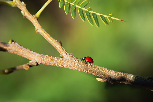 Ladybug
