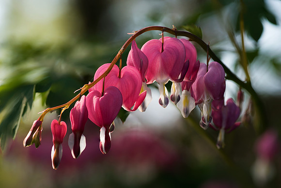 Bleeding Hearts