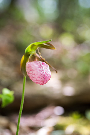Pink Lady's Slipper