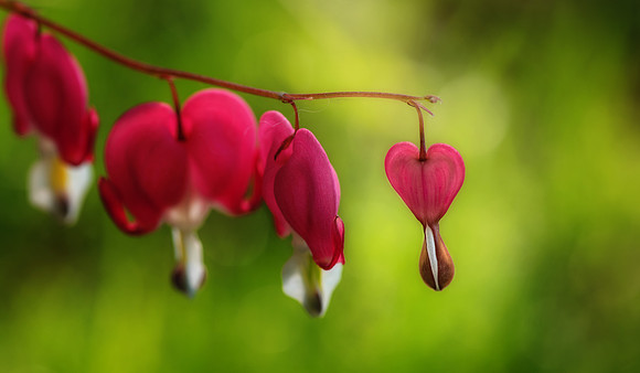 Bleeding Hearts