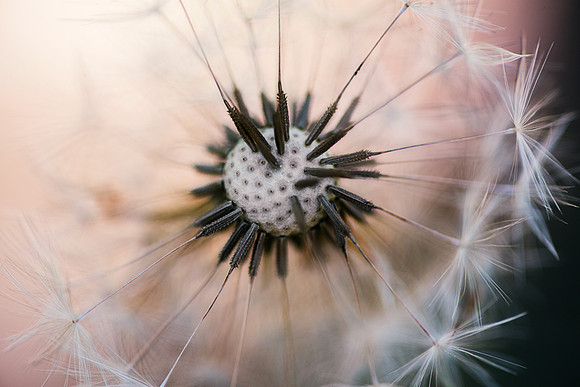 Dandelion