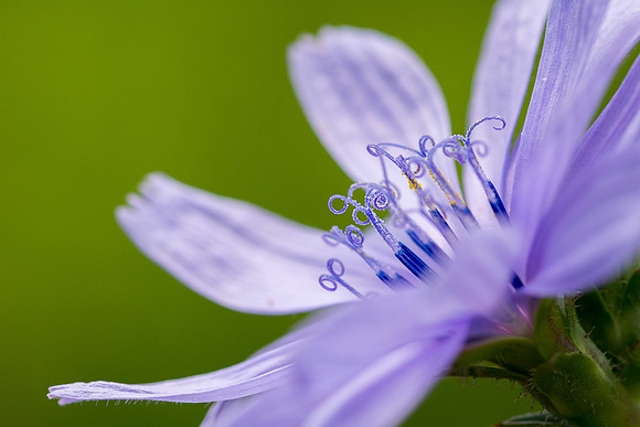Chicory