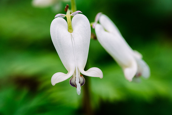 Squirrel Corn