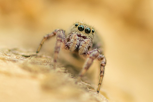 Spider