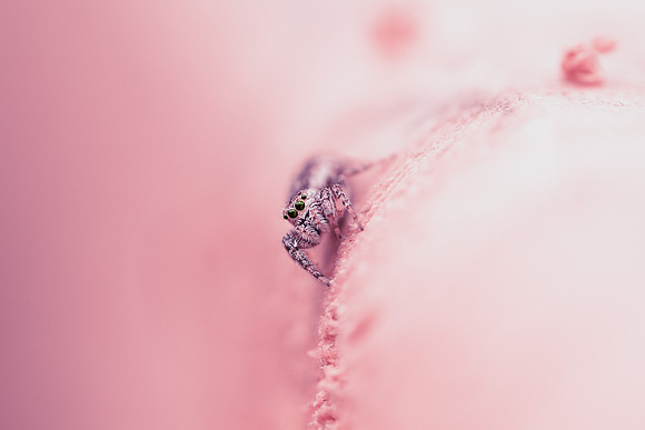 Jumping Spider