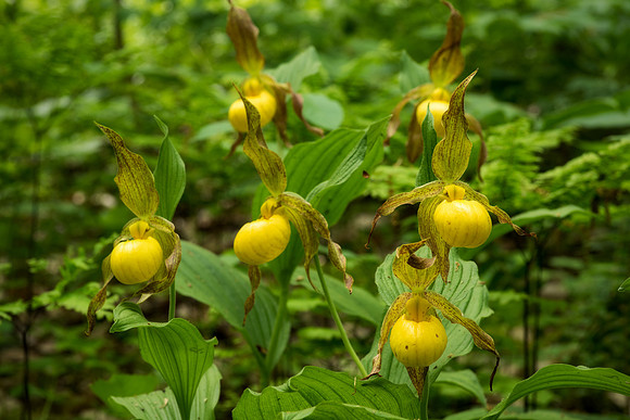 Yellow Lady's Slipper