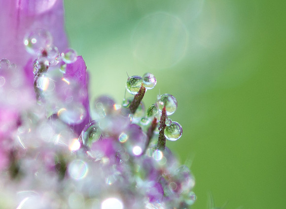 Water Droplets