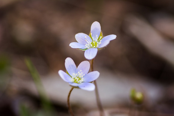 Hepatica