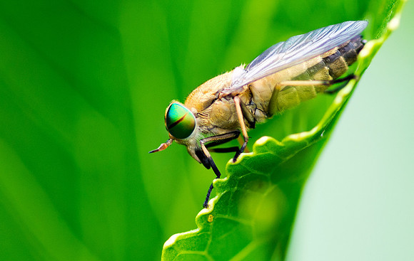 Horsefly