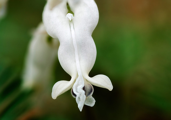 Squirrel Corn