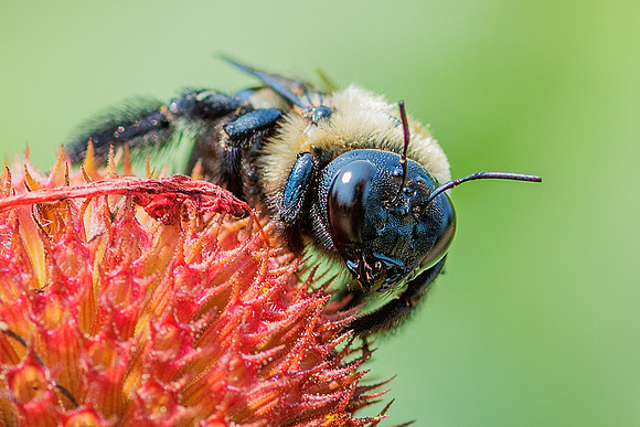 Bee