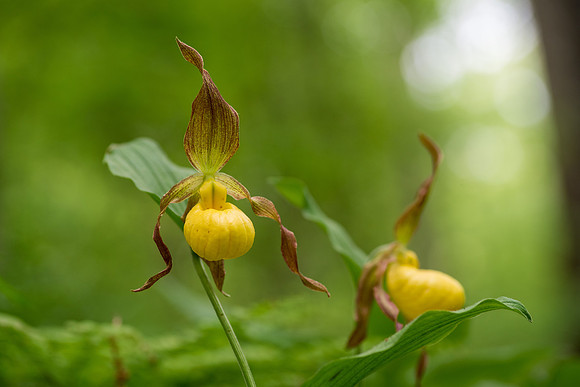 Yellow Lady's Slipper