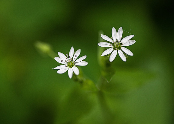 Chickweed