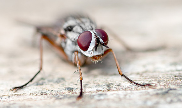 Fly