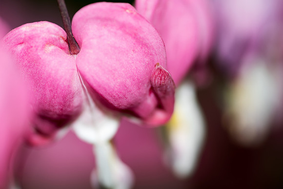 Bleeding Hearts