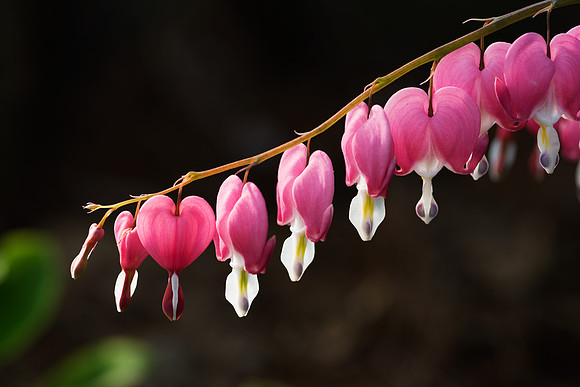 Bleeding Hearts