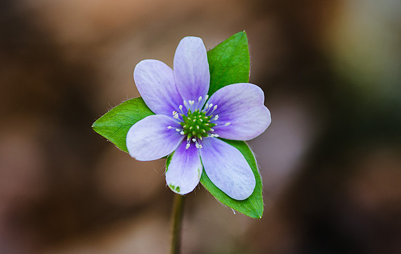 Hepatica