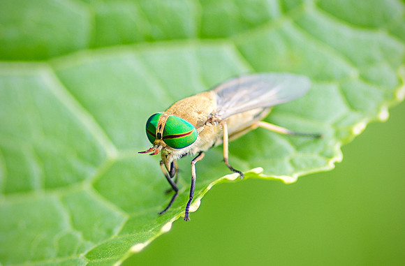 Horsefly