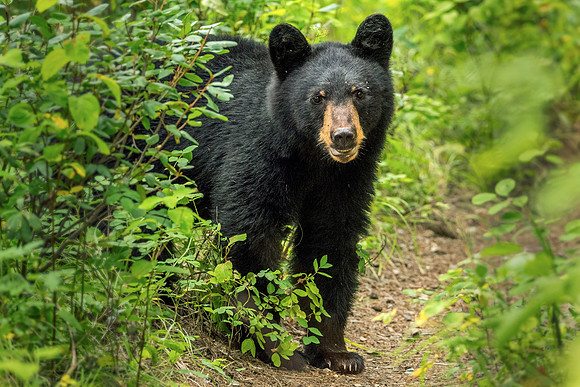 Black Bear