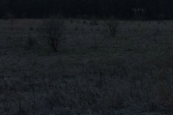 ISO 1600