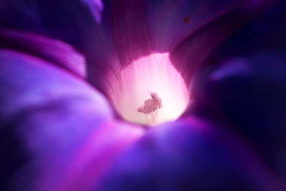 Morning Glory Flower