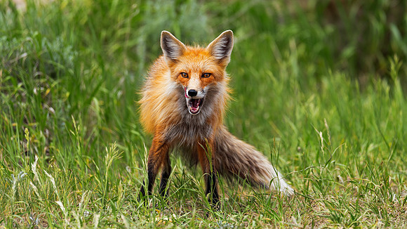 Fox Portrait