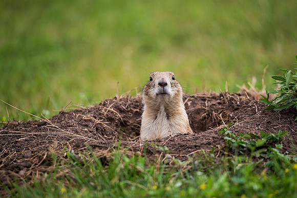 Prairie Dog