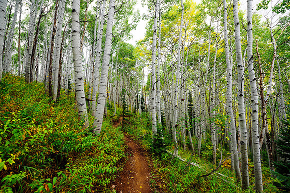 Aspen Forest