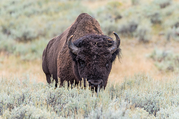 Bison