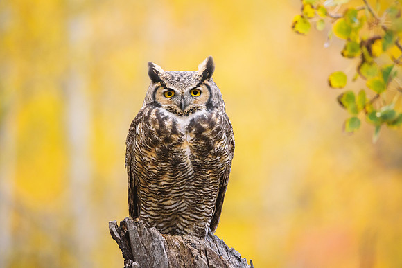 Great Horned Owl