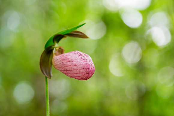 Pink Lady's Slipper