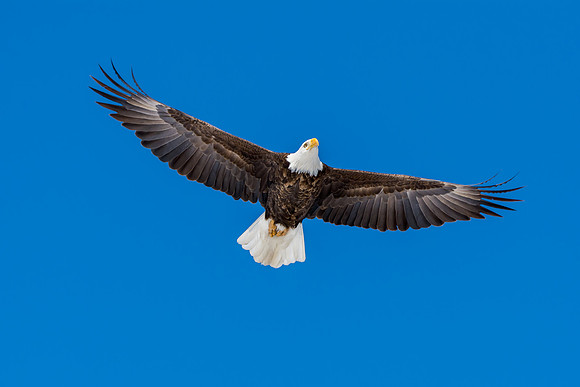 Bald Eagle